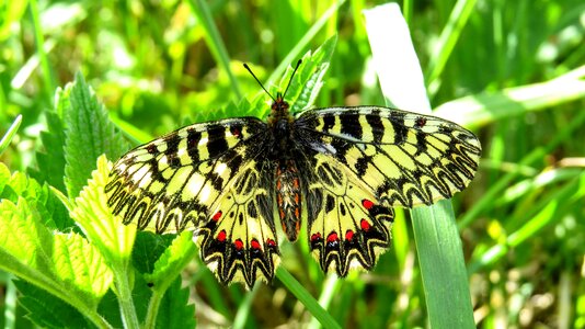 Insect arthropod color