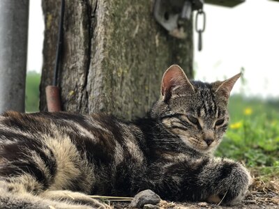 Cat farm bauer cat