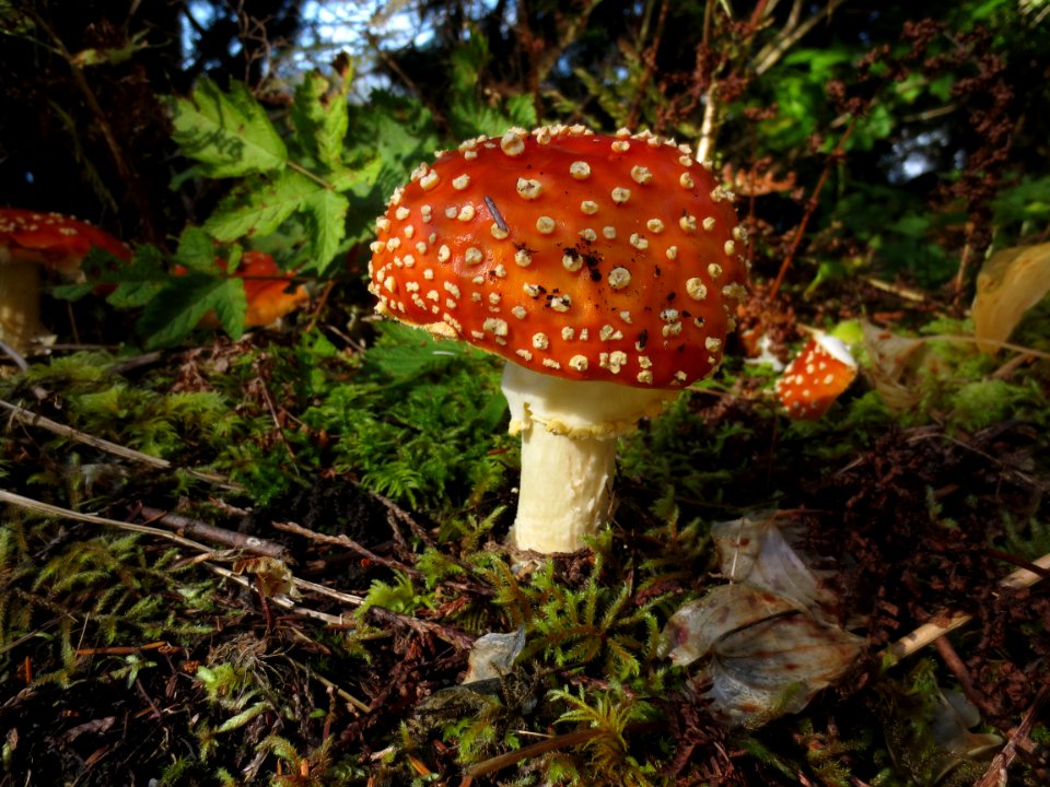 Iconic Toadstool on Kaien Island
