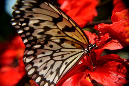 Idea leuconoe red flower photo