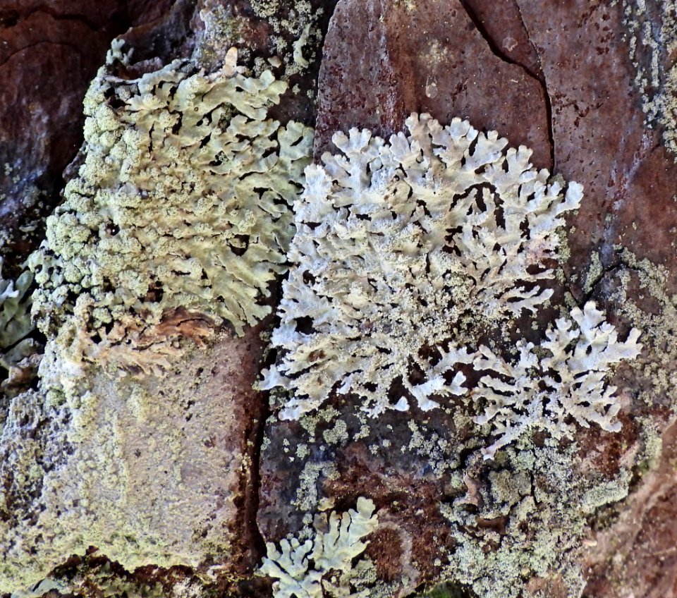 Imshaugia aleurites 135084082