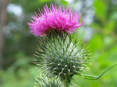 Growing wild purple