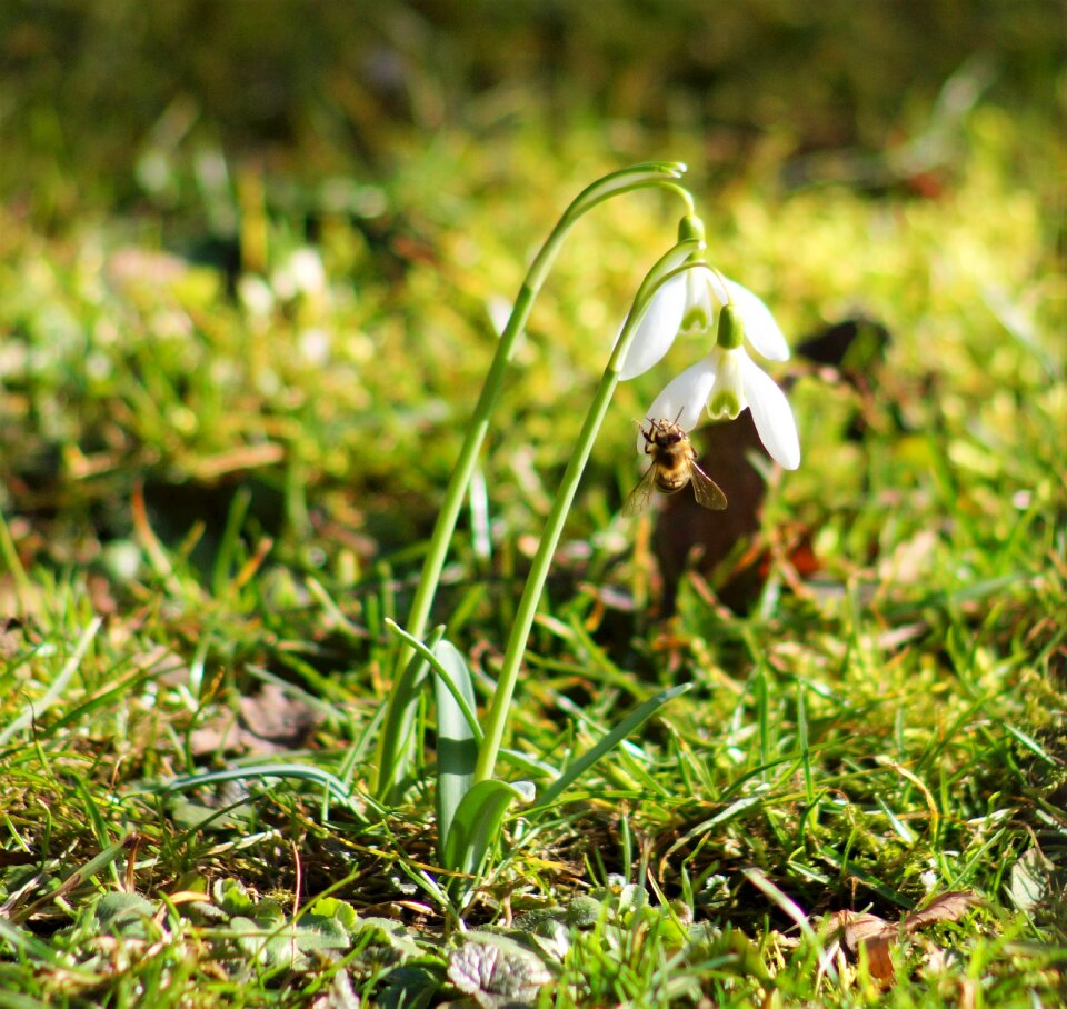 Honey flowers snowdrop