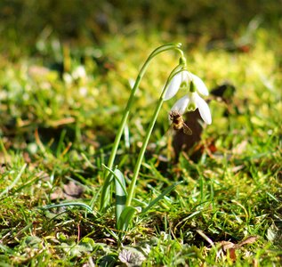 Honey flowers snowdrop