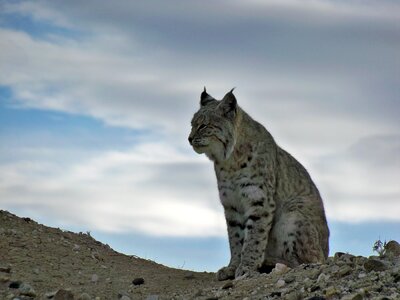 Nature lynx outdoors photo