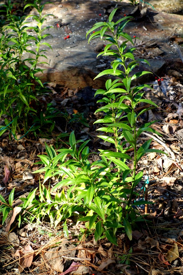 Idesia polycarpa - Quarryhill Botanical Garden - DSC03569