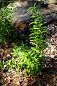 Idesia polycarpa - Quarryhill Botanical Garden - DSC03569