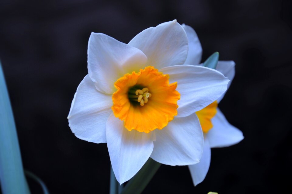 Color spring flowers flower garden