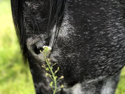 Horse andalusians mold