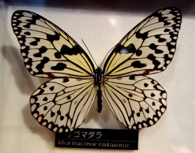 Idea leuconoe riukiuensis- National Museum of Nature and Science, Tokyo - DSC06792 photo