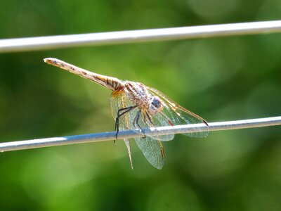Cable wire transparent wings