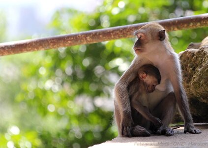 Monkeys animals monkey