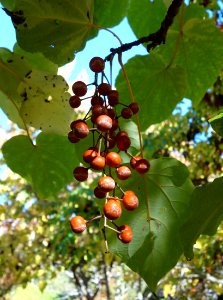 Idesia polycarpa - Quarryhill Botanical Garden - DSC03655