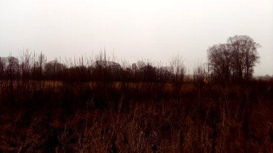 IMG 20151220-114341-novgorod-2015