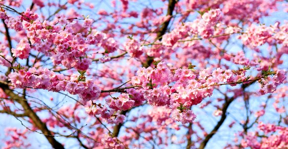 Blossom bloom japanese flowering cherry photo