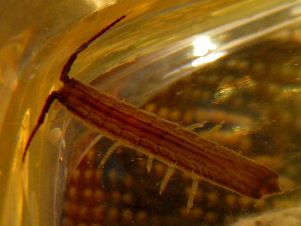 Idotea ochotensis (Posyet Bay)