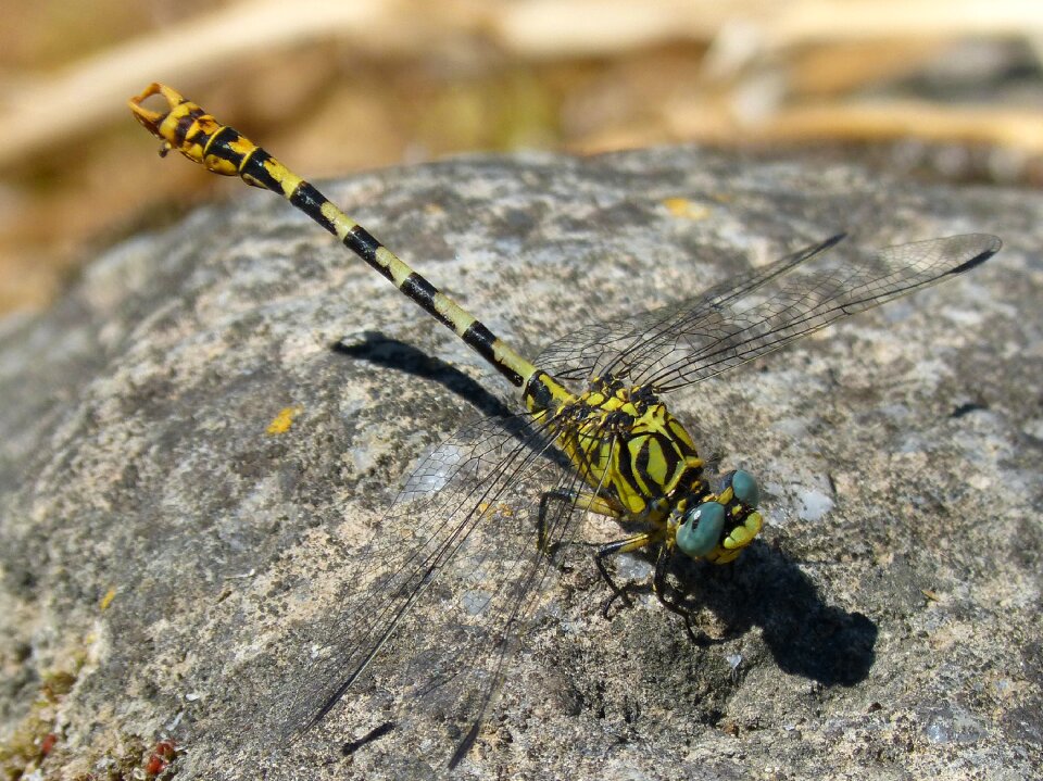Winged insect detail rock