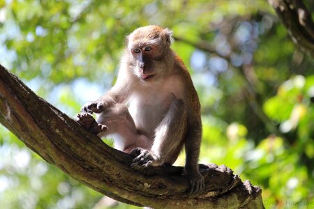 Branch sitting watching