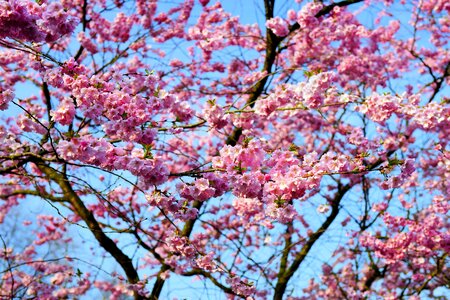 Blossom bloom japanese flowering cherry