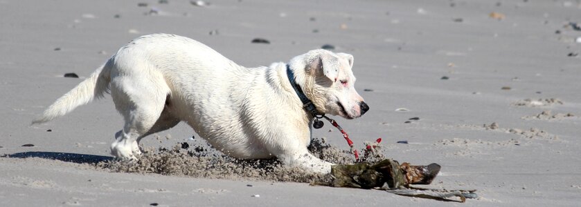 Screeching halt most beach dog on beach photo