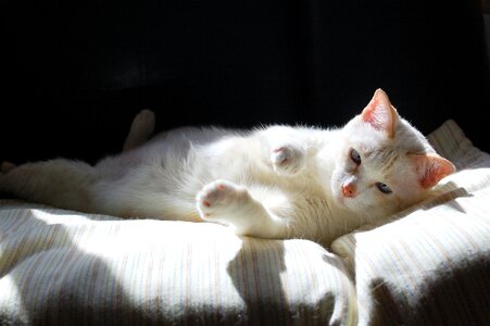 Pets thailand cute