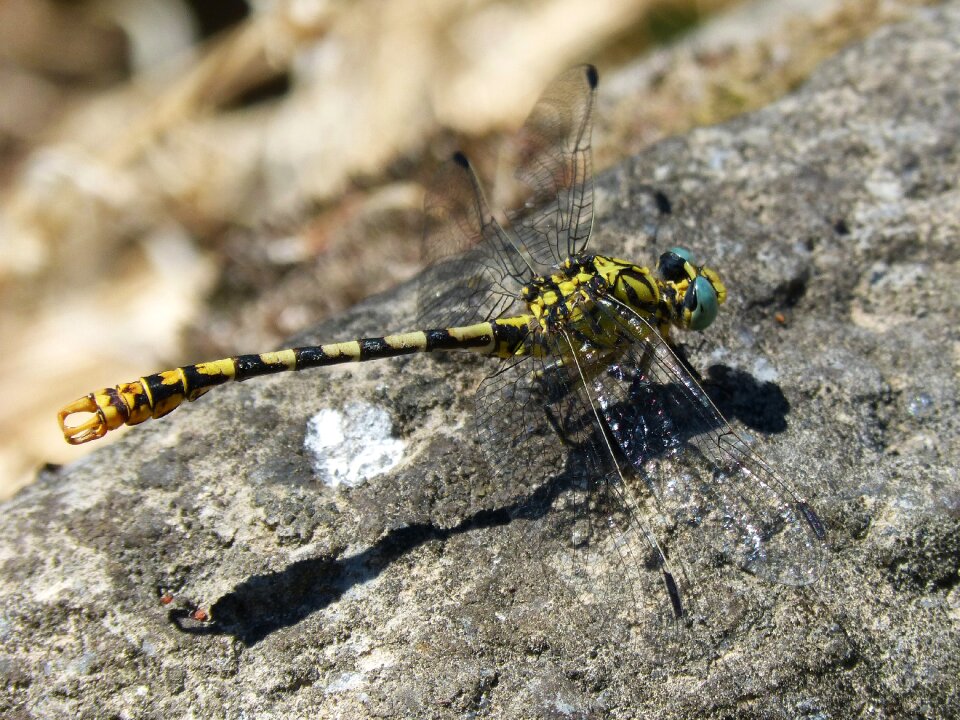 Winged insect detail rock