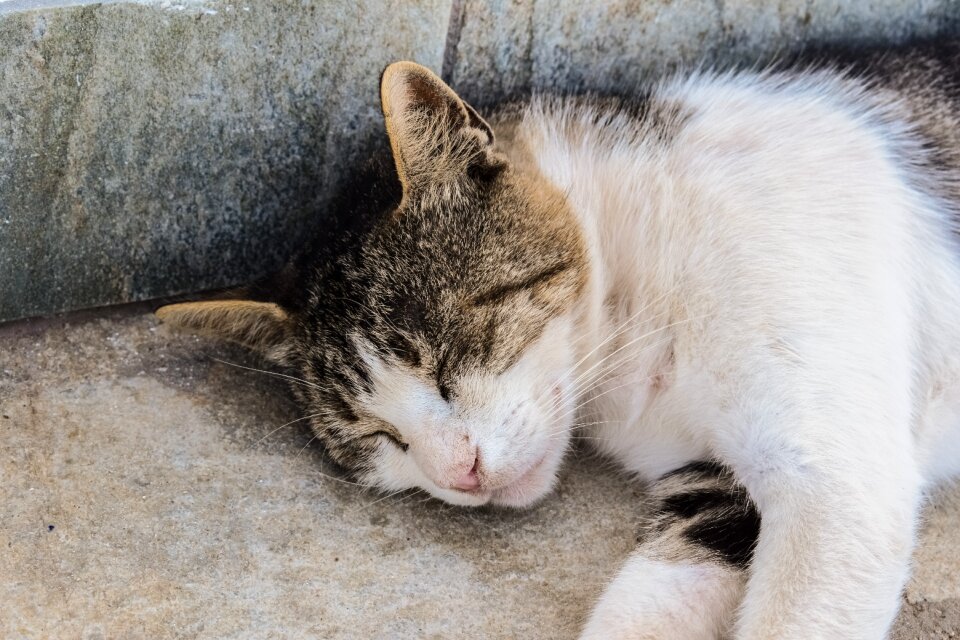 Animal homeless resting
