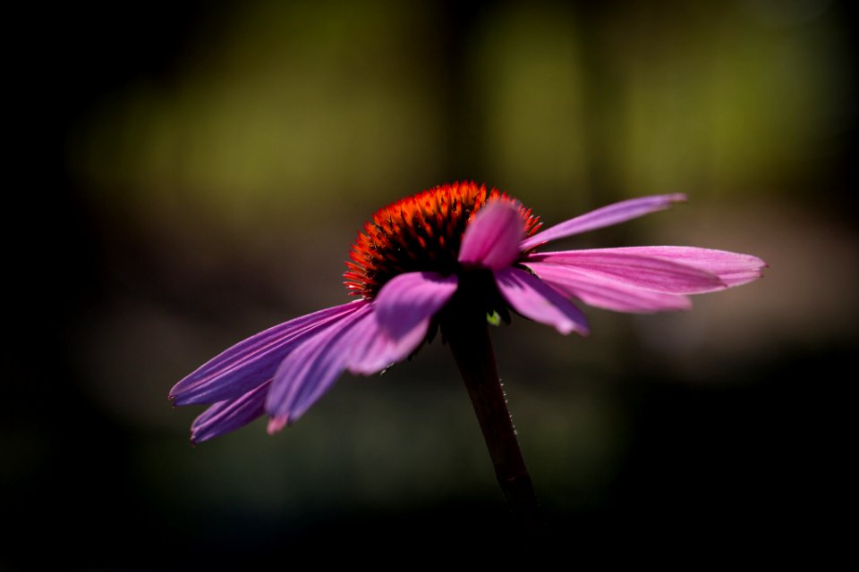 I Believe I Can Fly (232612641)
