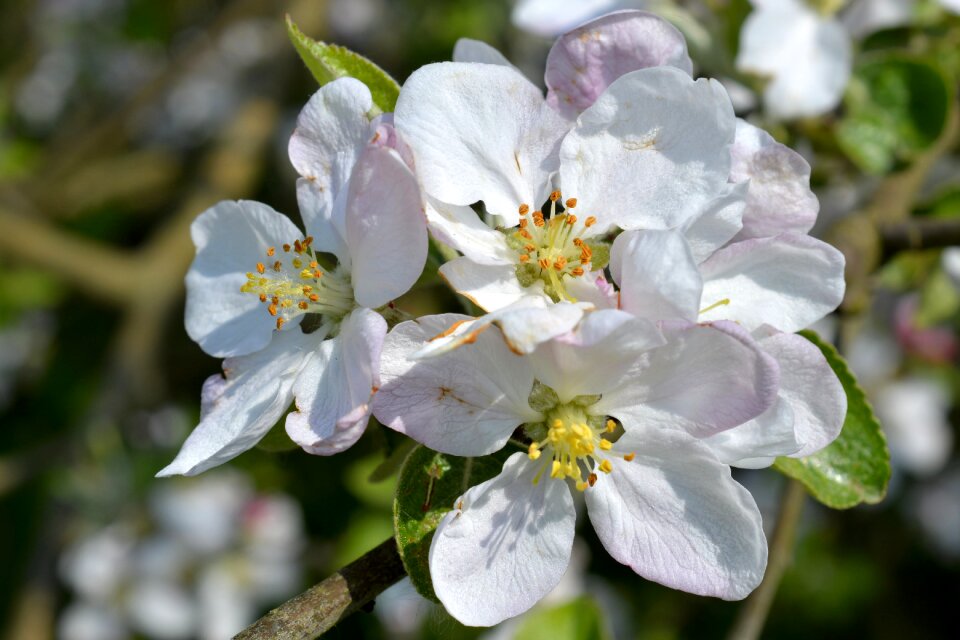 White blossomed petals