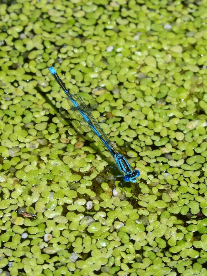 Algae aquatic vegetation dragonfly