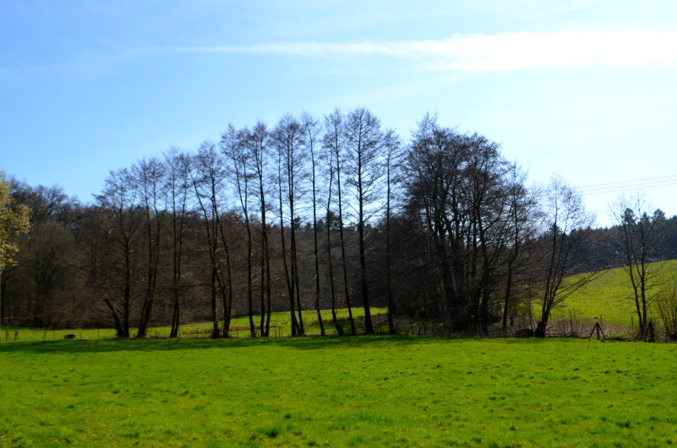 Idstein, Erlensumpf im Gerloh bei Idstein (2)