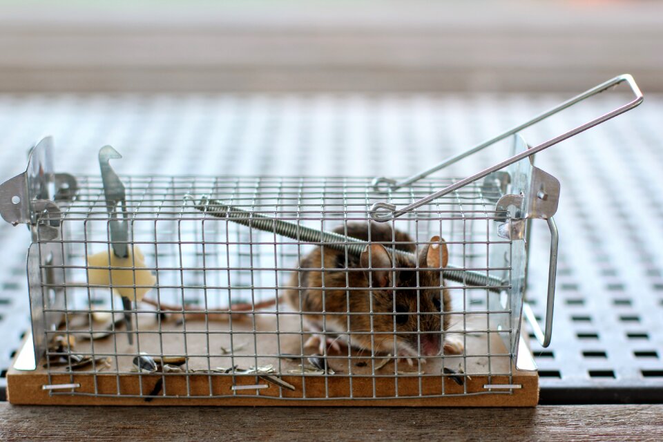 Nager animal caught