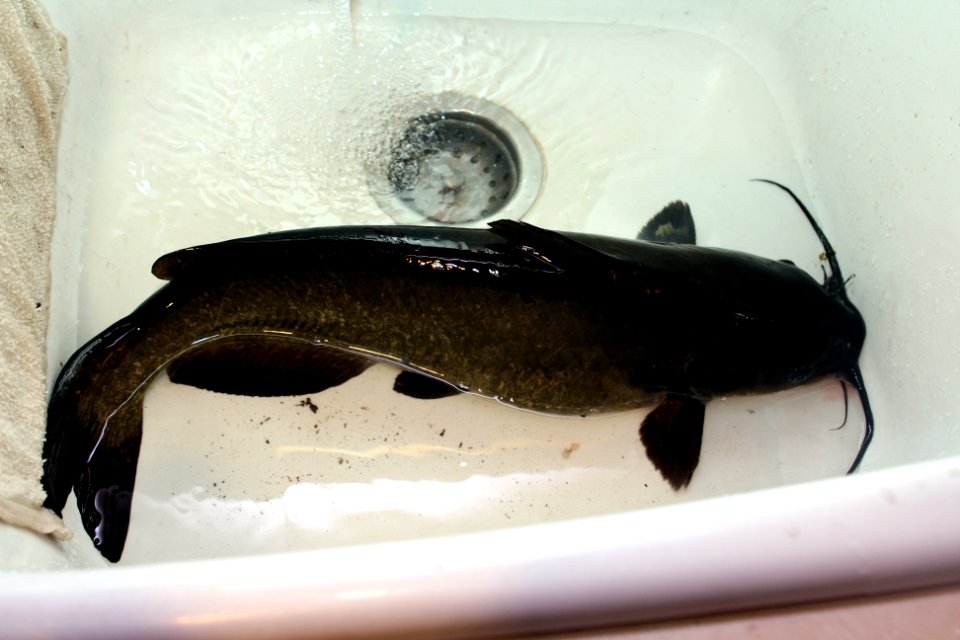 Ictalurus punctatus3