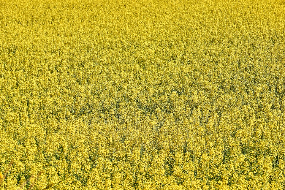 Yellow field plant summer