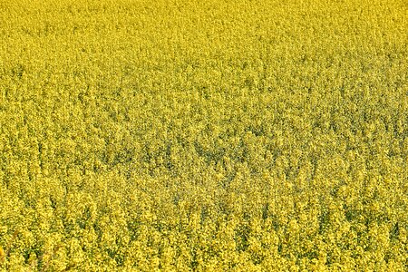 Yellow field plant summer photo