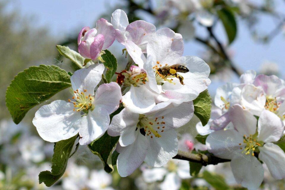 Spring nature apple blossom