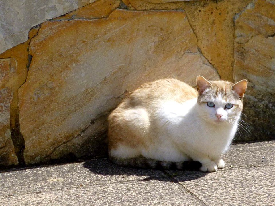 Ibarra (Aramayona), gato