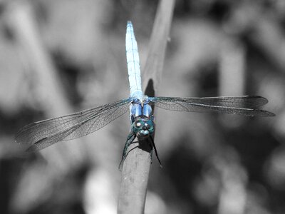 Wetland orthetrum cancellatum dragonfly