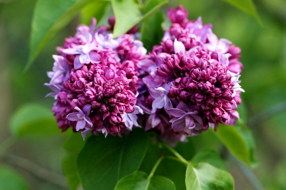 Violet garden flowers bush