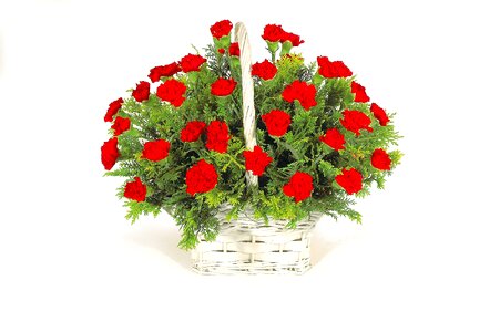 Basket green carnation red