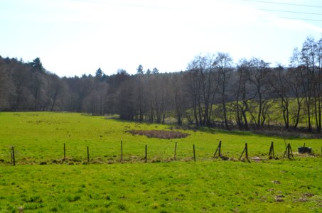 Idstein, Erlensumpf im Gerloh bei Idstein (4)
