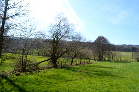 Idstein, Erlensumpf im Gerloh bei Idstein (5)