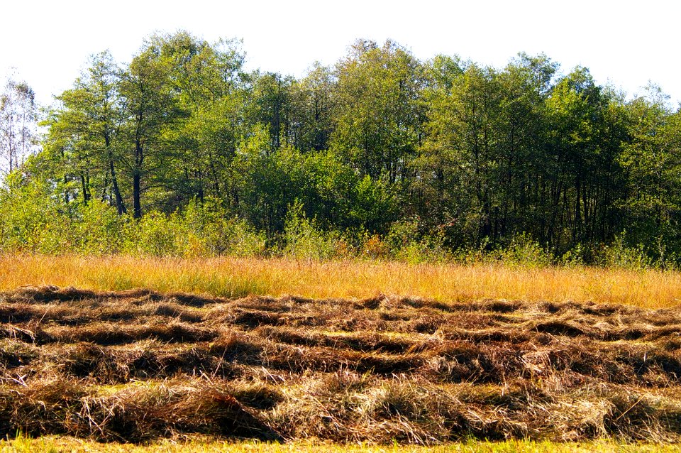 Ibmer Moor1
