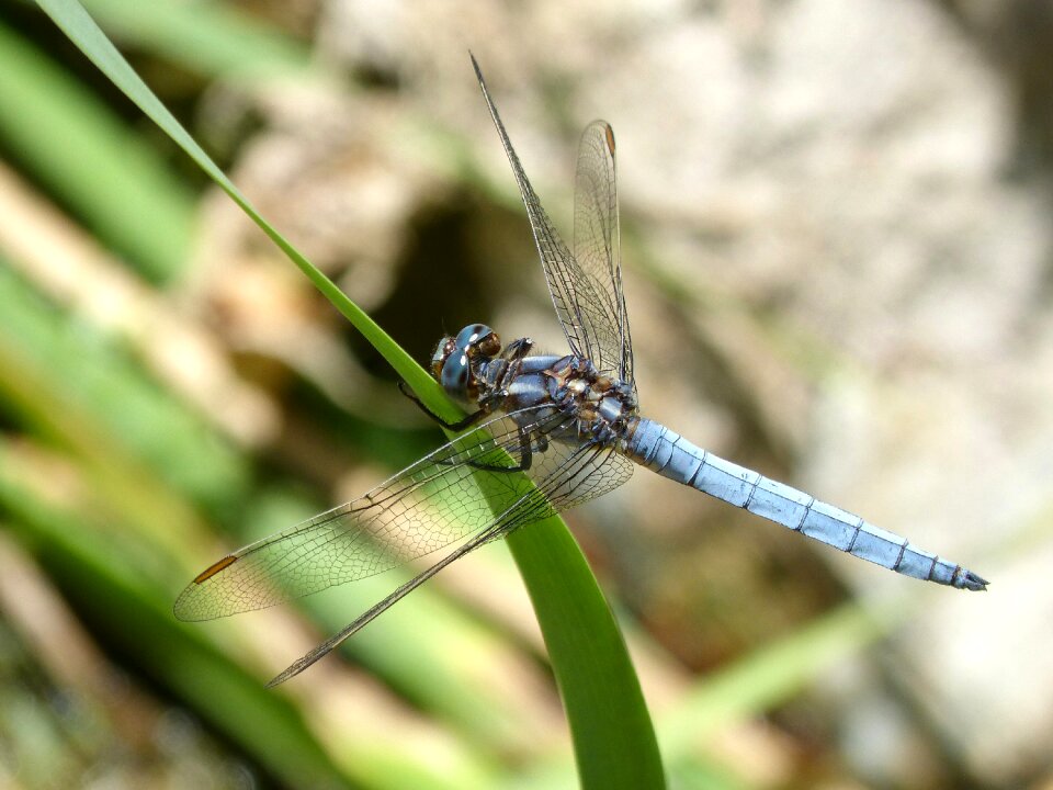 Wetland orthetrum cancellatum dragonfly