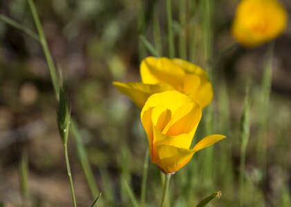 Wild yellow wild flowers photo