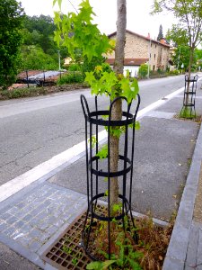 Idiazabal 51