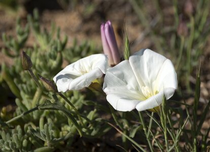 Wild white wild flowers