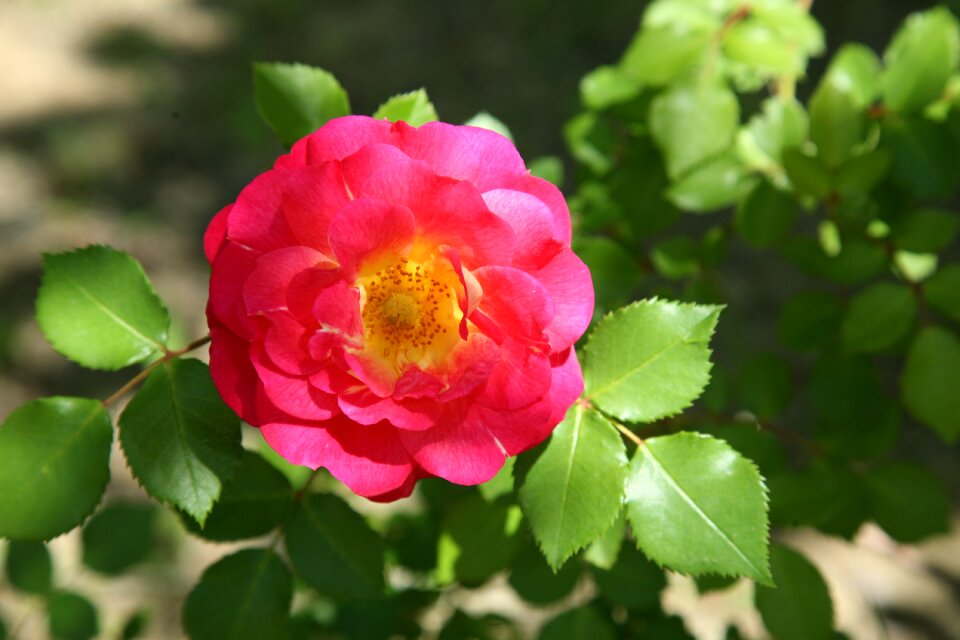 Spring nature landscape