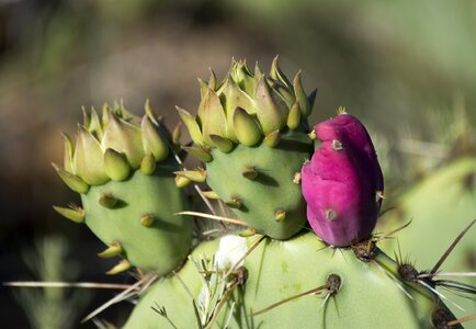 Thorny nature plant wildlife
