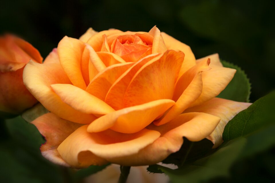 English roses austin roses rosaceae